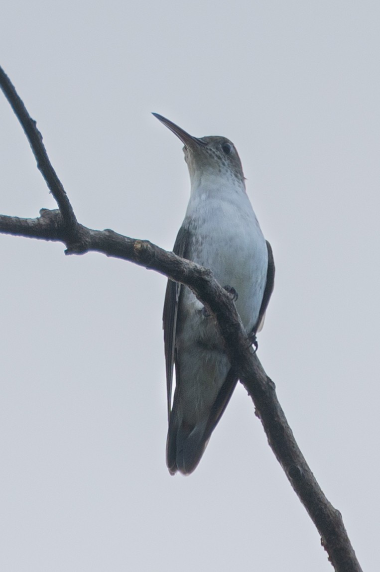 White-bellied Hummingbird - ML617223470