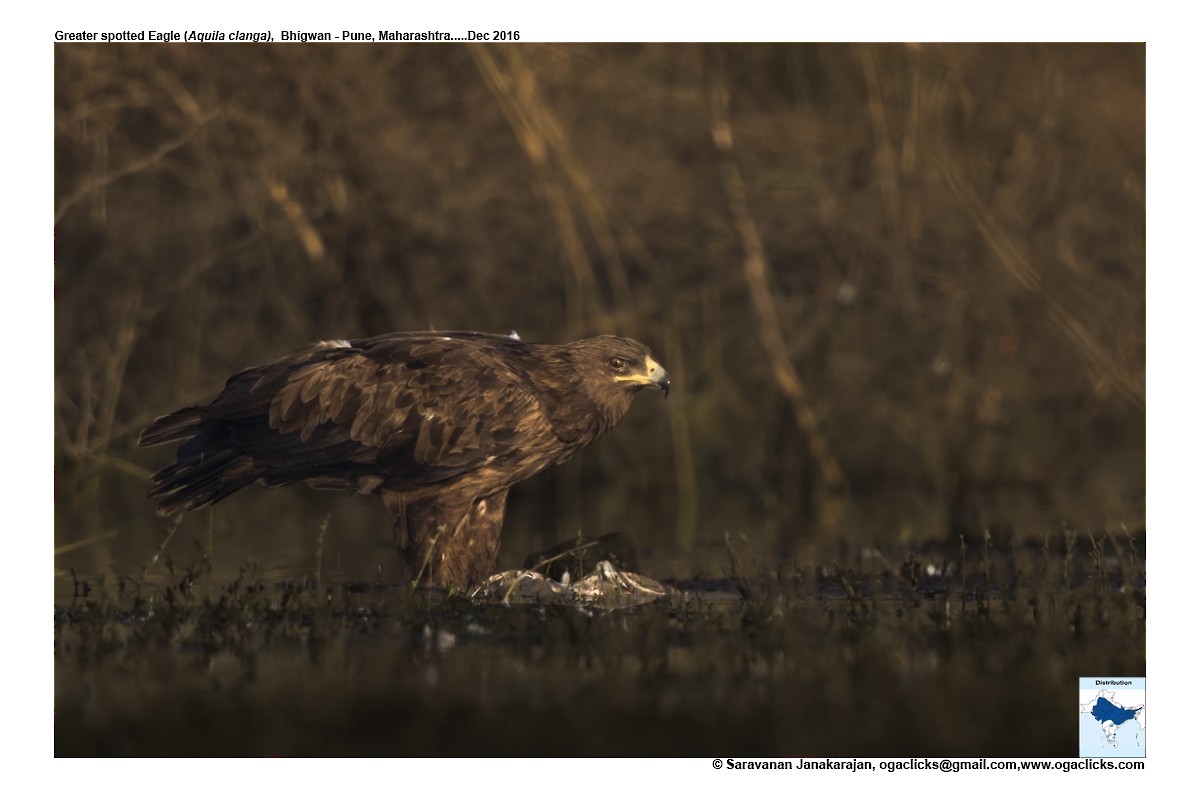 Greater Spotted Eagle - ML617223591