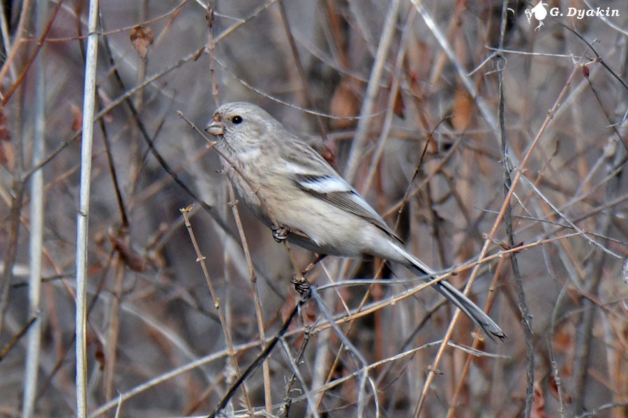 Long-tailed Rosefinch - Gennadiy Dyakin
