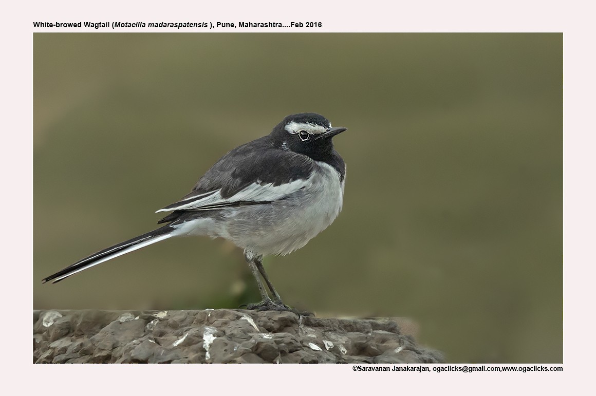 White-browed Wagtail - ML617223706