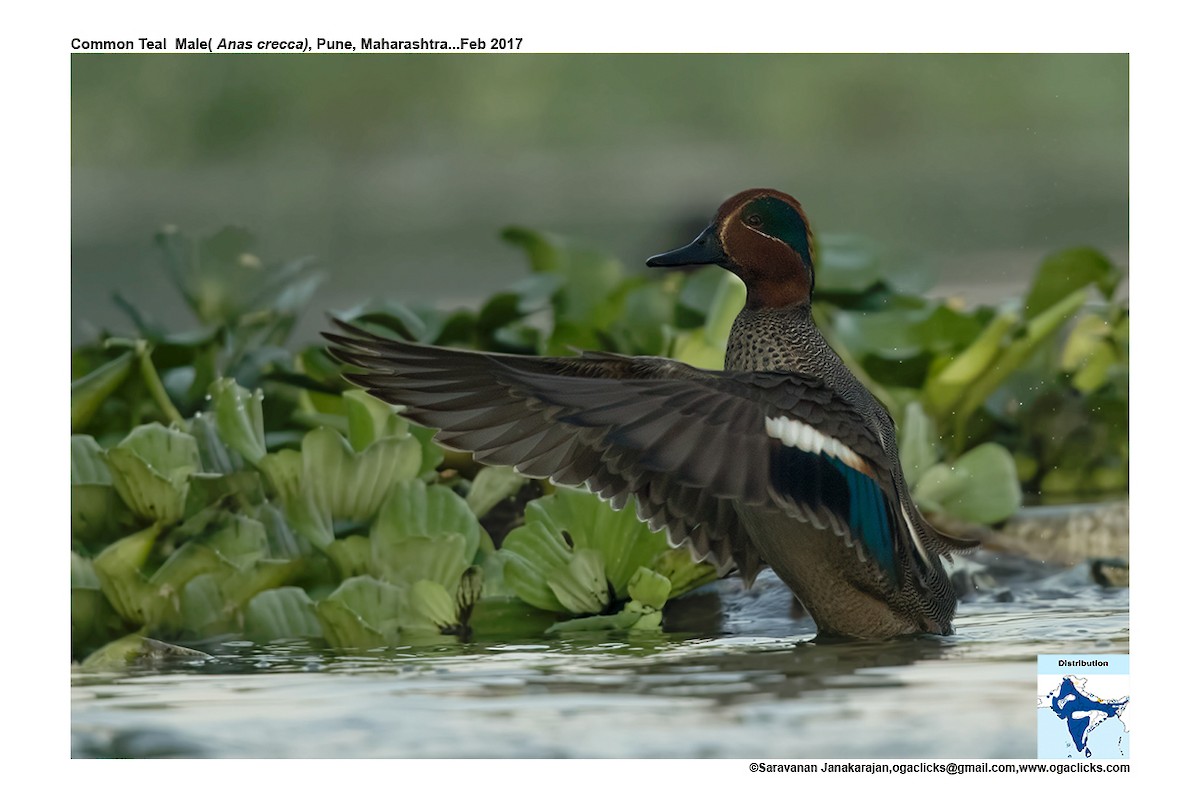 Green-winged Teal - ML617223719