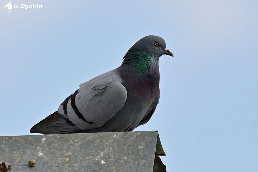 Rock Pigeon (Feral Pigeon) - ML617223769