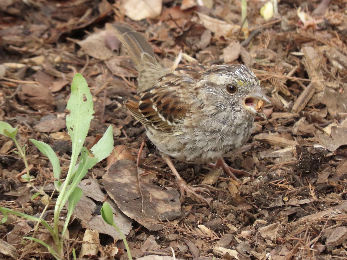White-throated Sparrow - ML617223892