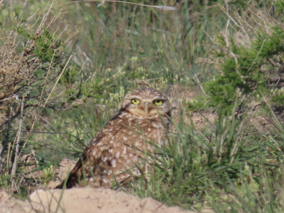 Burrowing Owl - ML617223997