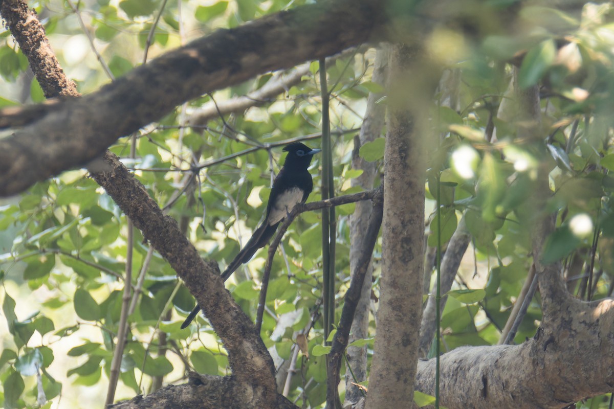 Black Paradise-Flycatcher (Northern) - Wich’yanan Limparungpatthanakij