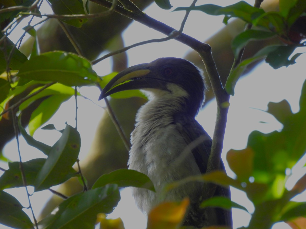 Sri Lanka Gray Hornbill - ML617224047