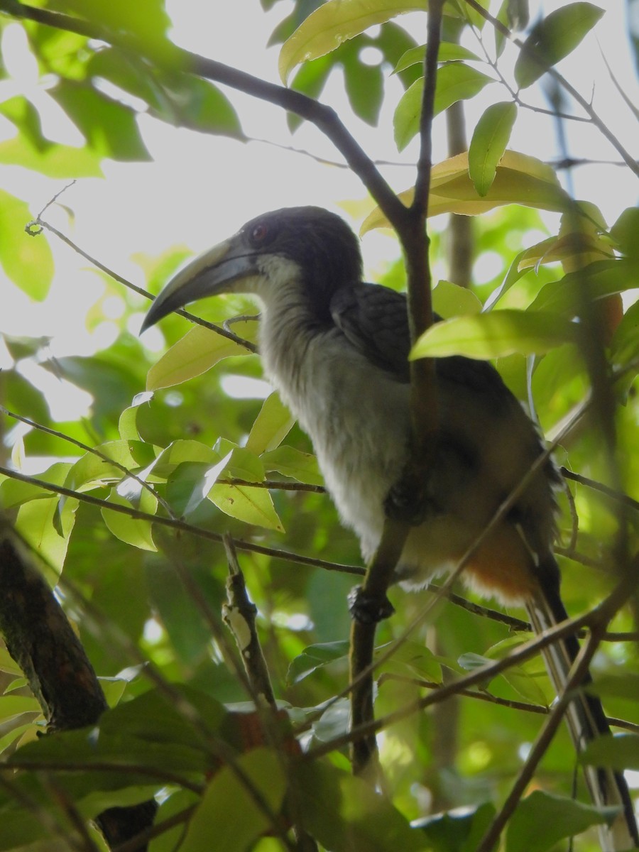 Sri Lanka Gray Hornbill - ML617224048