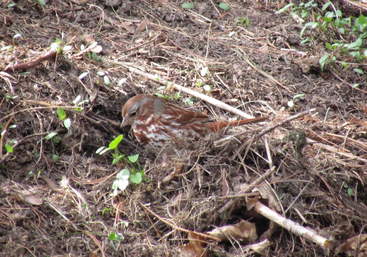 Fox Sparrow - emily gorda