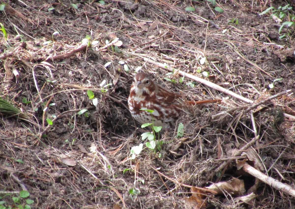 Fox Sparrow - emily gorda