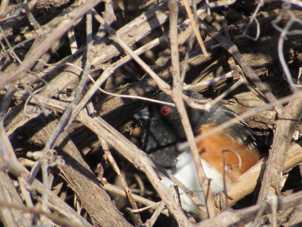 Spotted Towhee - ML617224301