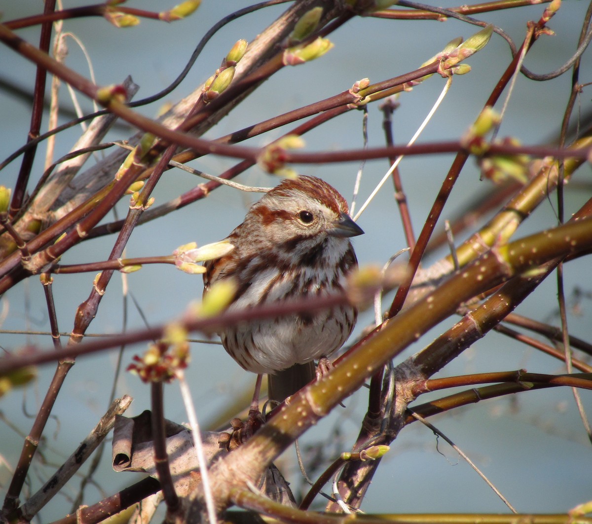 Song Sparrow - emily gorda