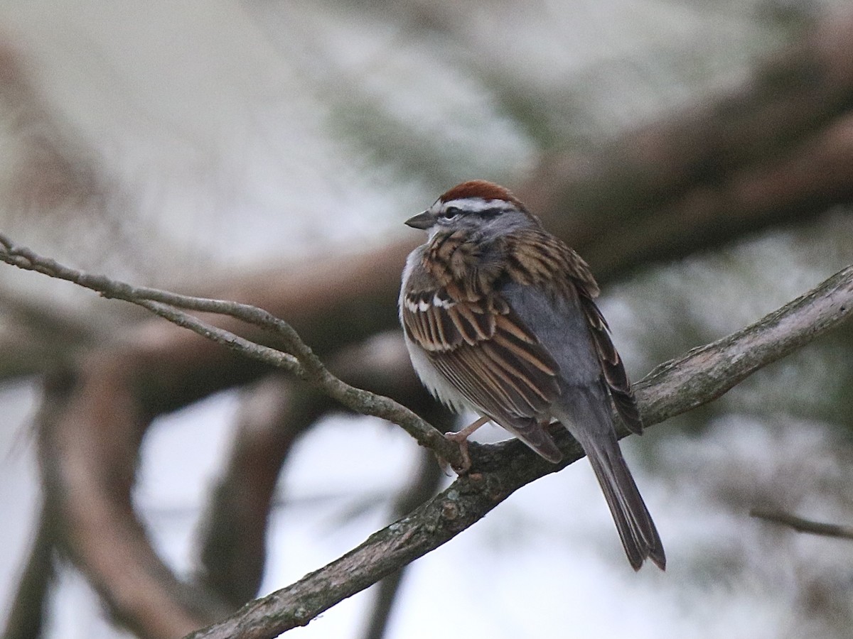 Chipping Sparrow - ML617224333