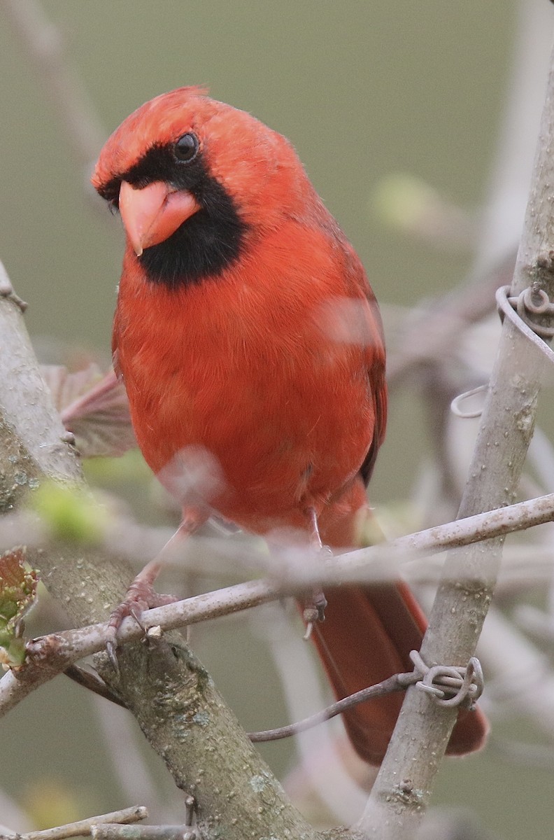Northern Cardinal - Howard Patterson