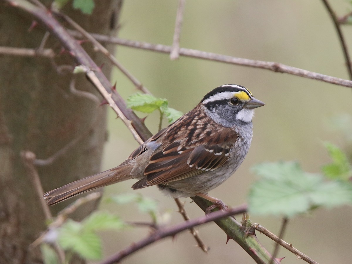 White-throated Sparrow - ML617224365