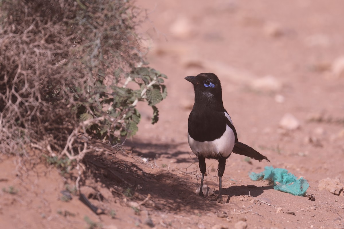 Maghreb Magpie - ML617224413