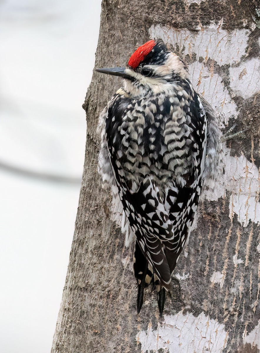 Yellow-bellied Sapsucker - Anne-Marie Dufour
