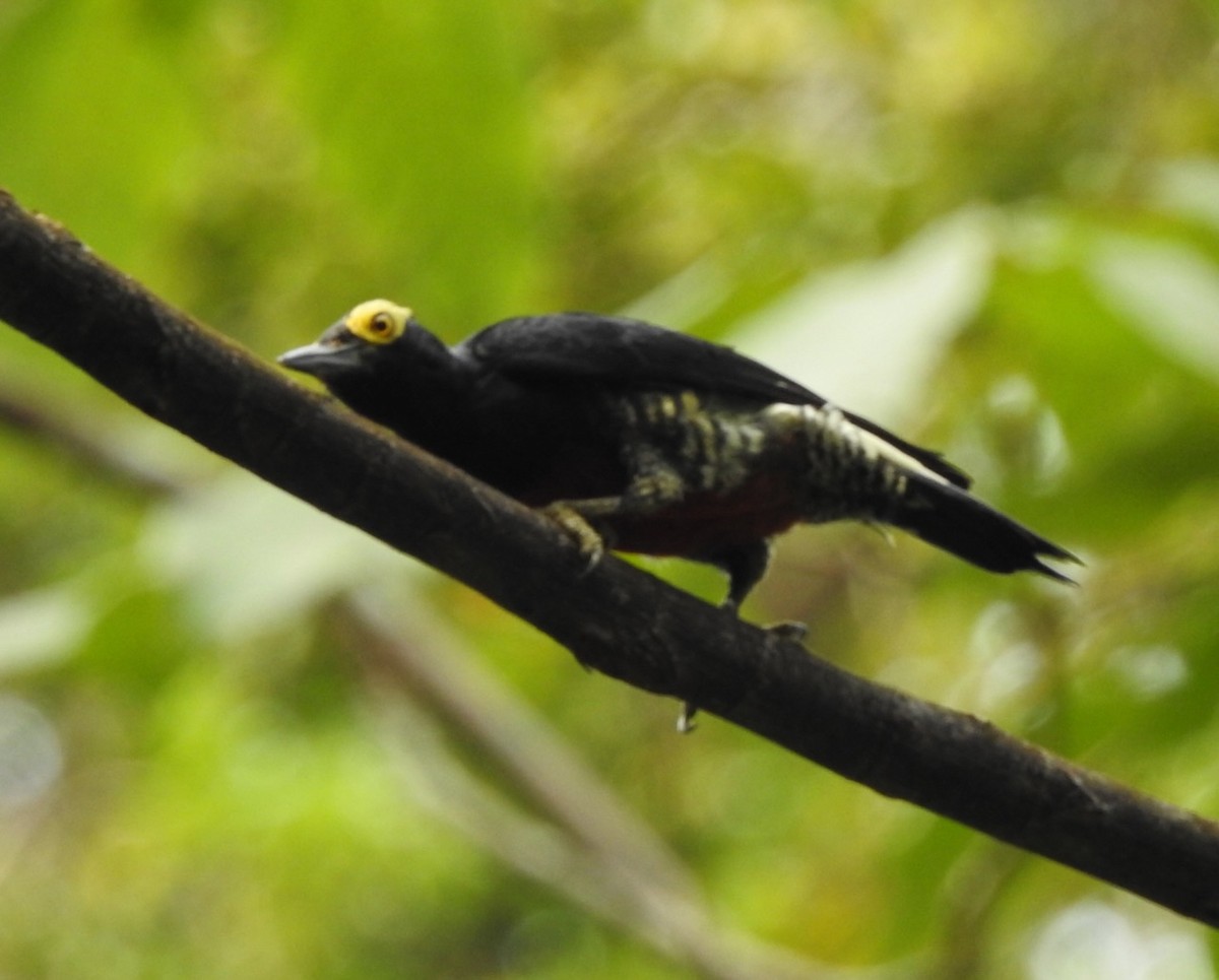 Yellow-tufted Woodpecker - ML617224487