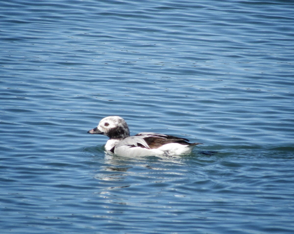 Long-tailed Duck - ML617224553