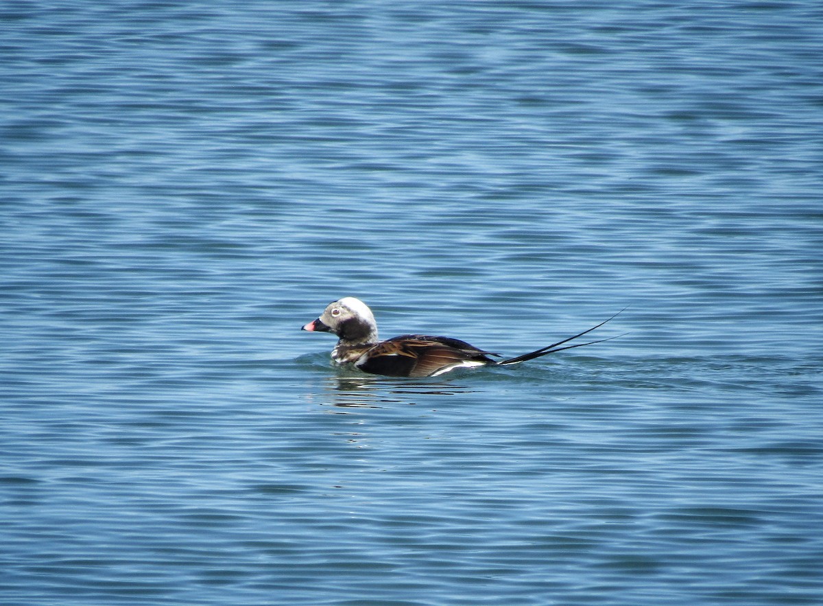 Long-tailed Duck - ML617224554