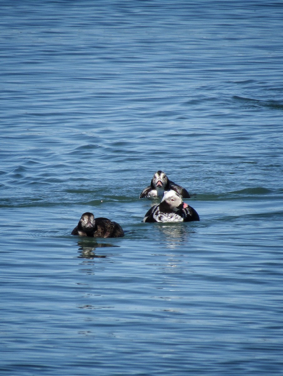 Long-tailed Duck - ML617224555