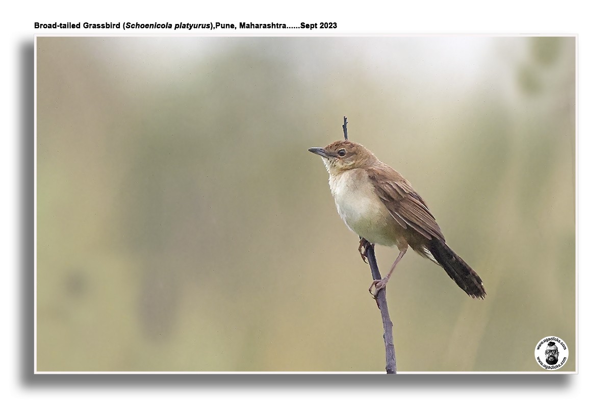 Broad-tailed Grassbird - ML617224626