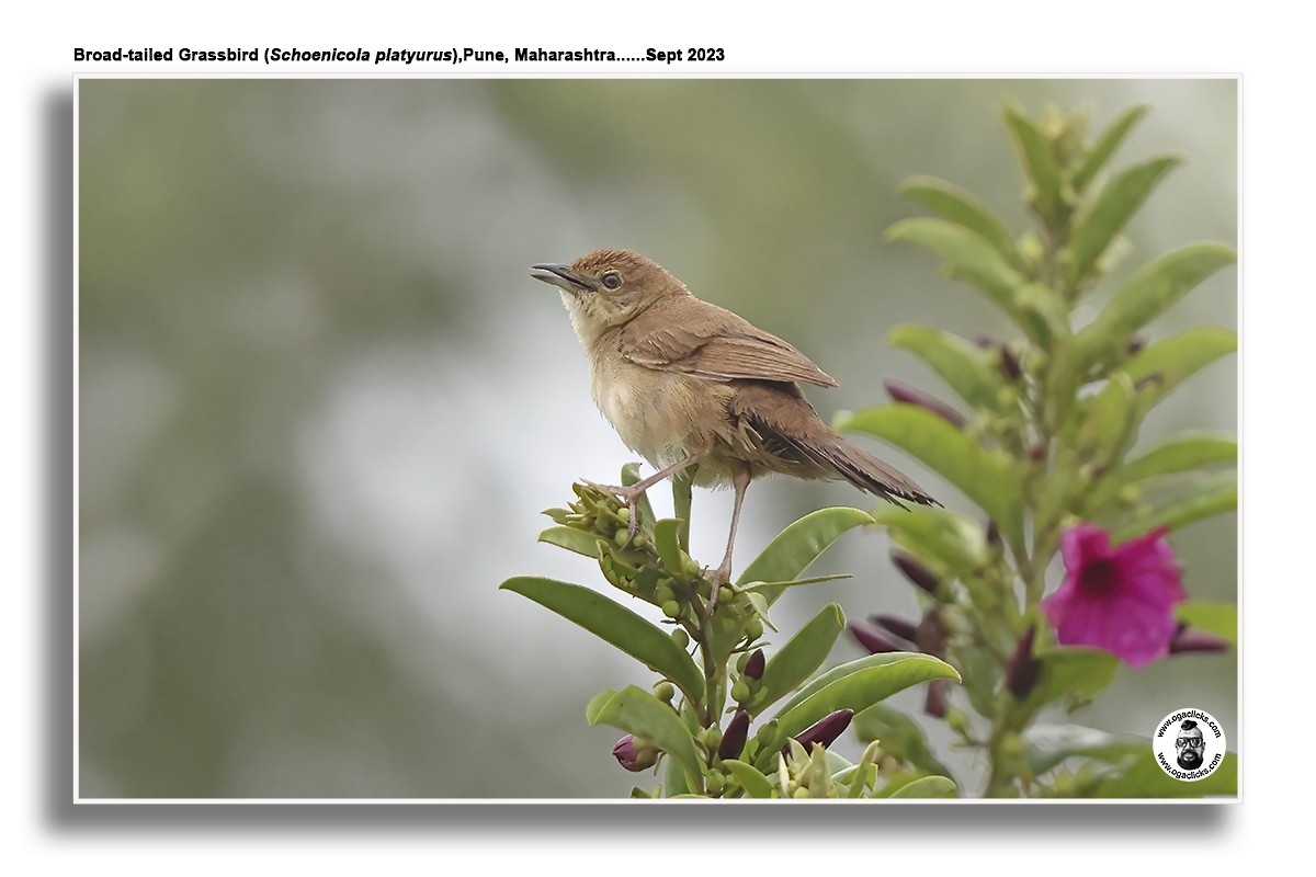 Broad-tailed Grassbird - ML617224627