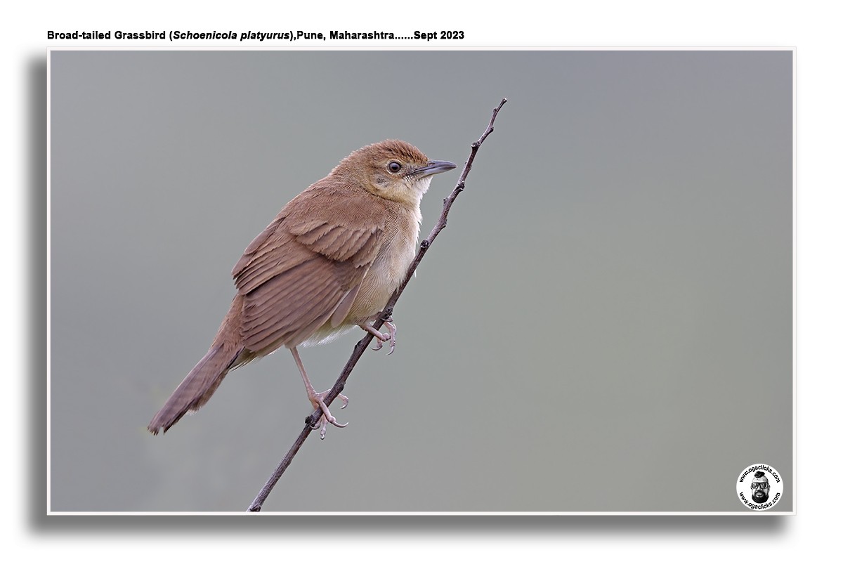 Broad-tailed Grassbird - Saravanan Janakarajan