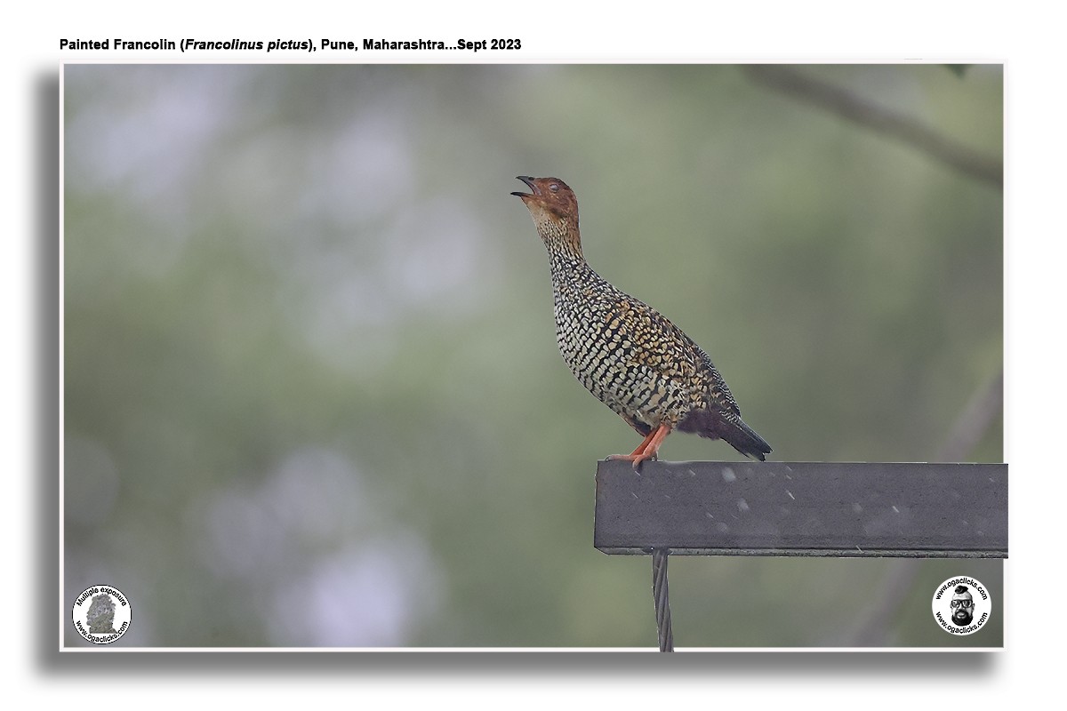Painted Francolin - ML617224634