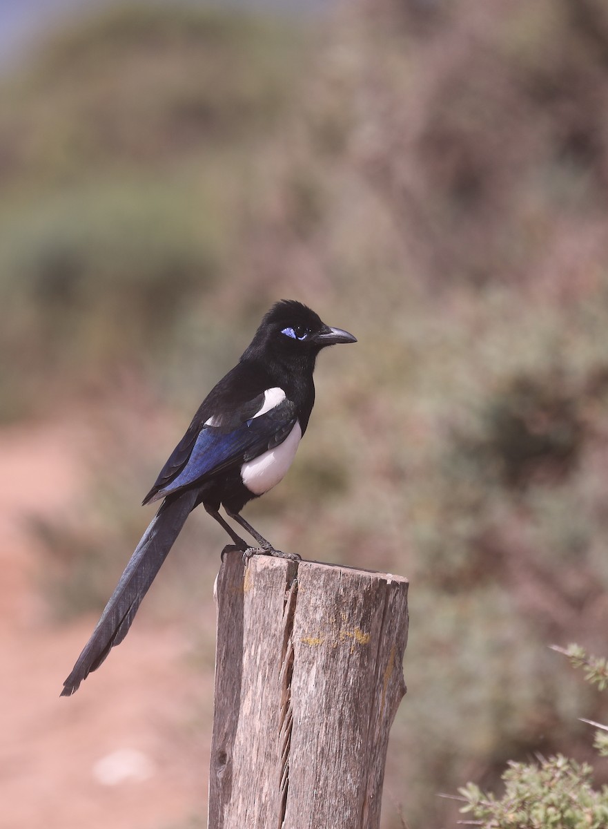 Maghreb Magpie - ML617224822