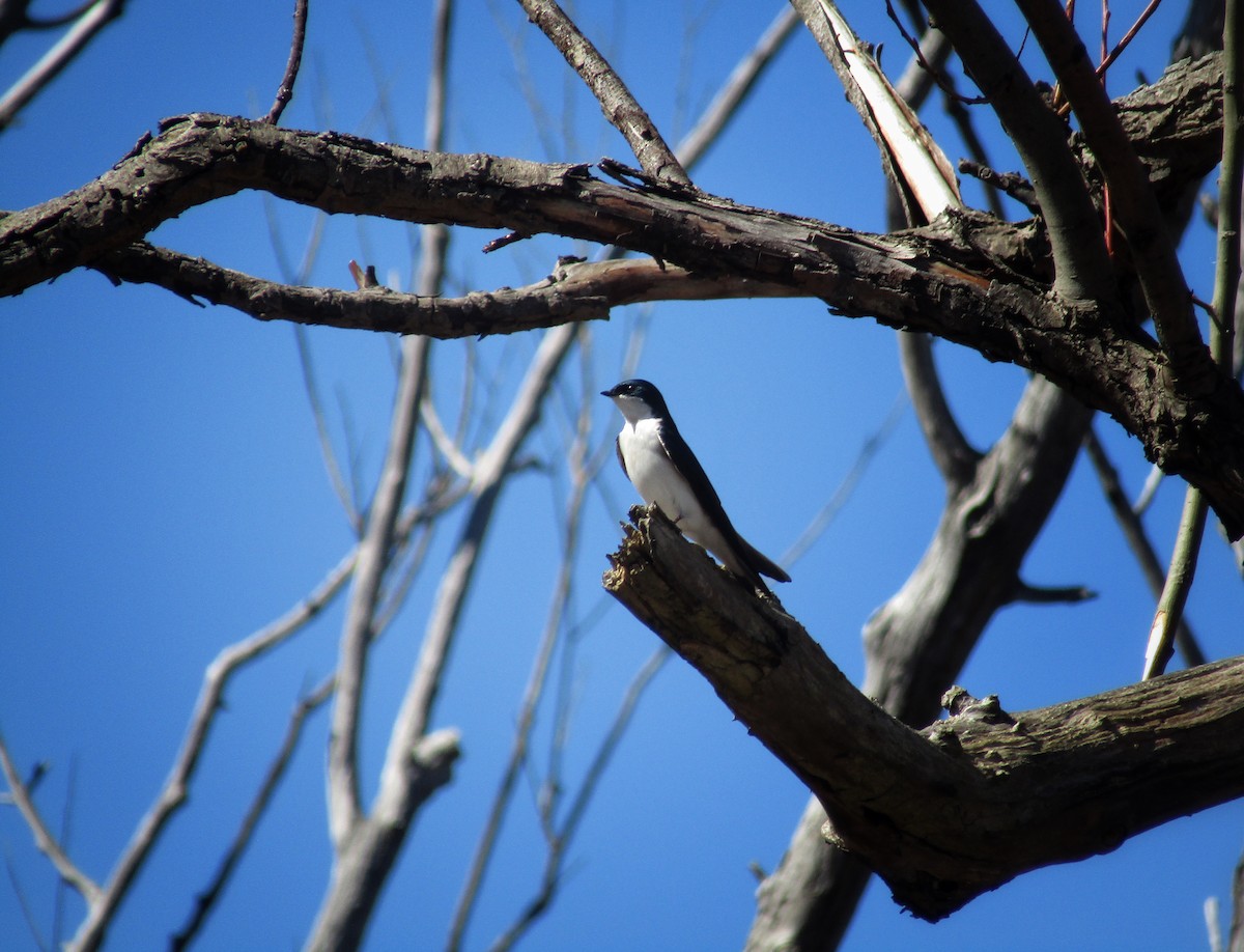 Tree Swallow - emily gorda