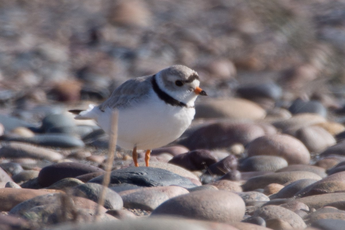 Piping Plover - Darrell Lawson