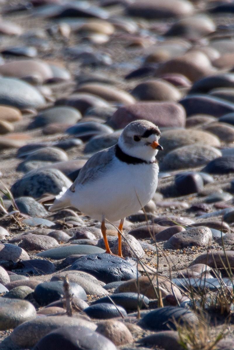 Piping Plover - ML617224857