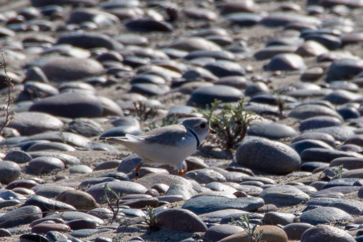 Piping Plover - Darrell Lawson