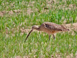Long-billed Curlew - ML617224969