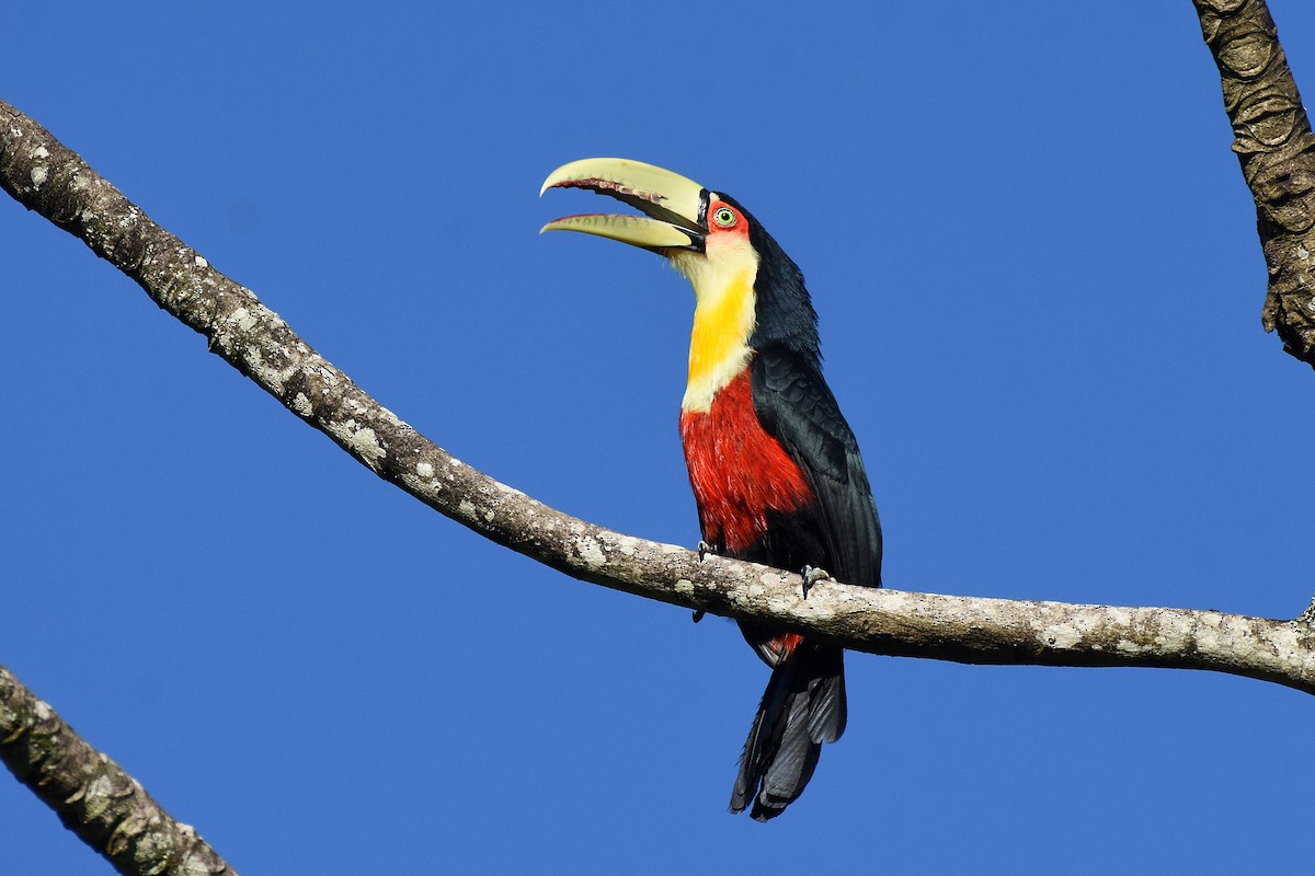 Red-breasted Toucan - ML617224996