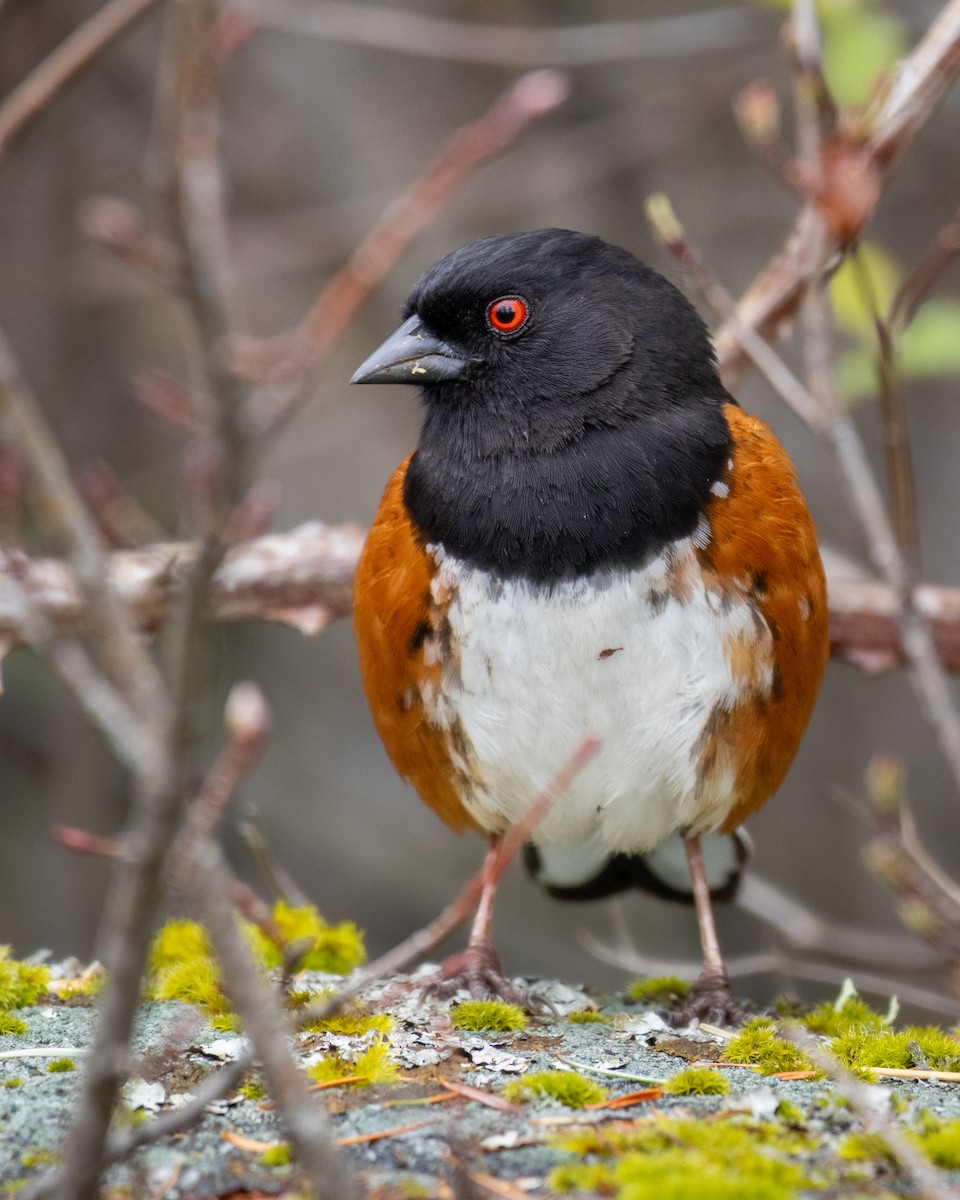 Spotted Towhee - ML617224997