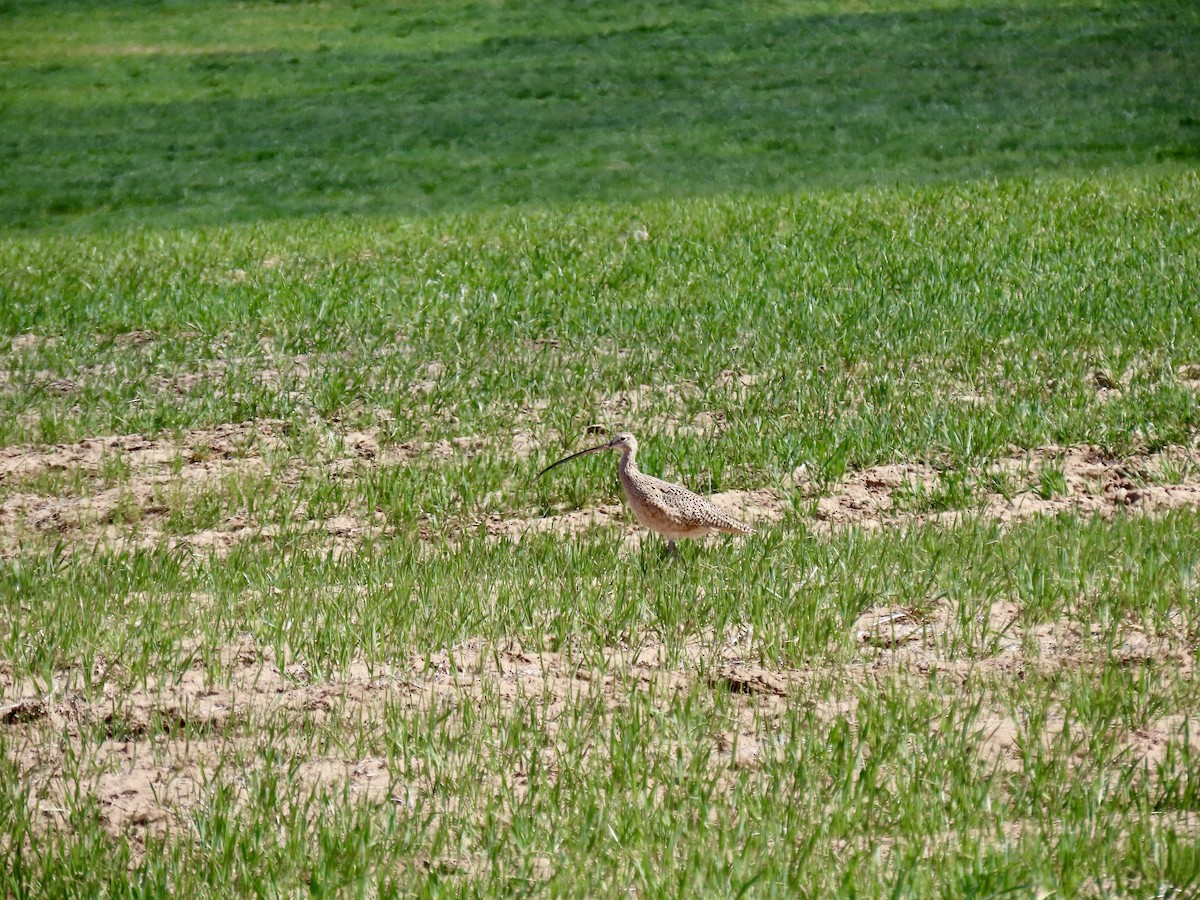 Long-billed Curlew - ML617225004