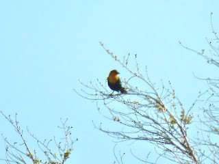 Yellow-headed Blackbird - ML617225014