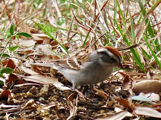 Chipping Sparrow - ML617225099