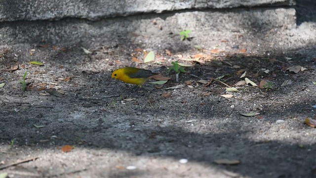 Prothonotary Warbler - ML617225174
