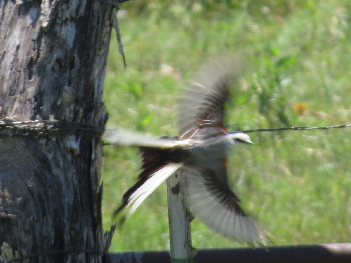 Scissor-tailed Flycatcher - Ethan Maynard