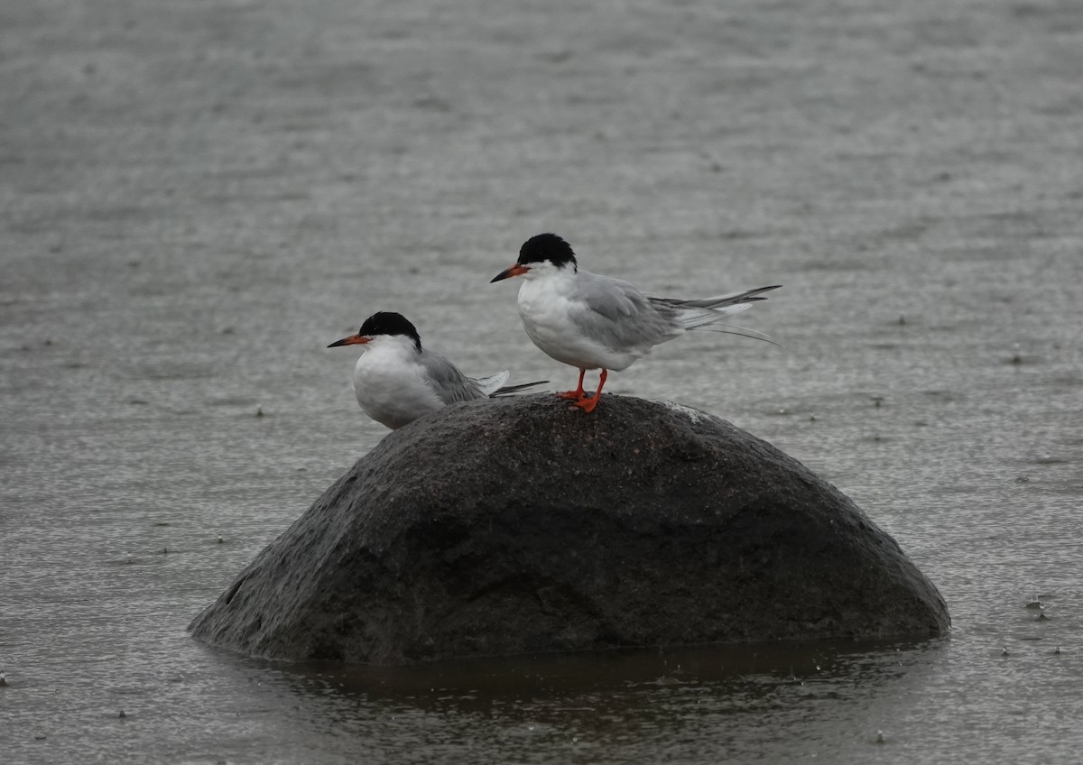 Forster's Tern - Timothy Spahr