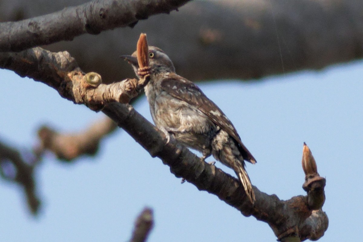 Brown-capped Pygmy Woodpecker - ML617225381