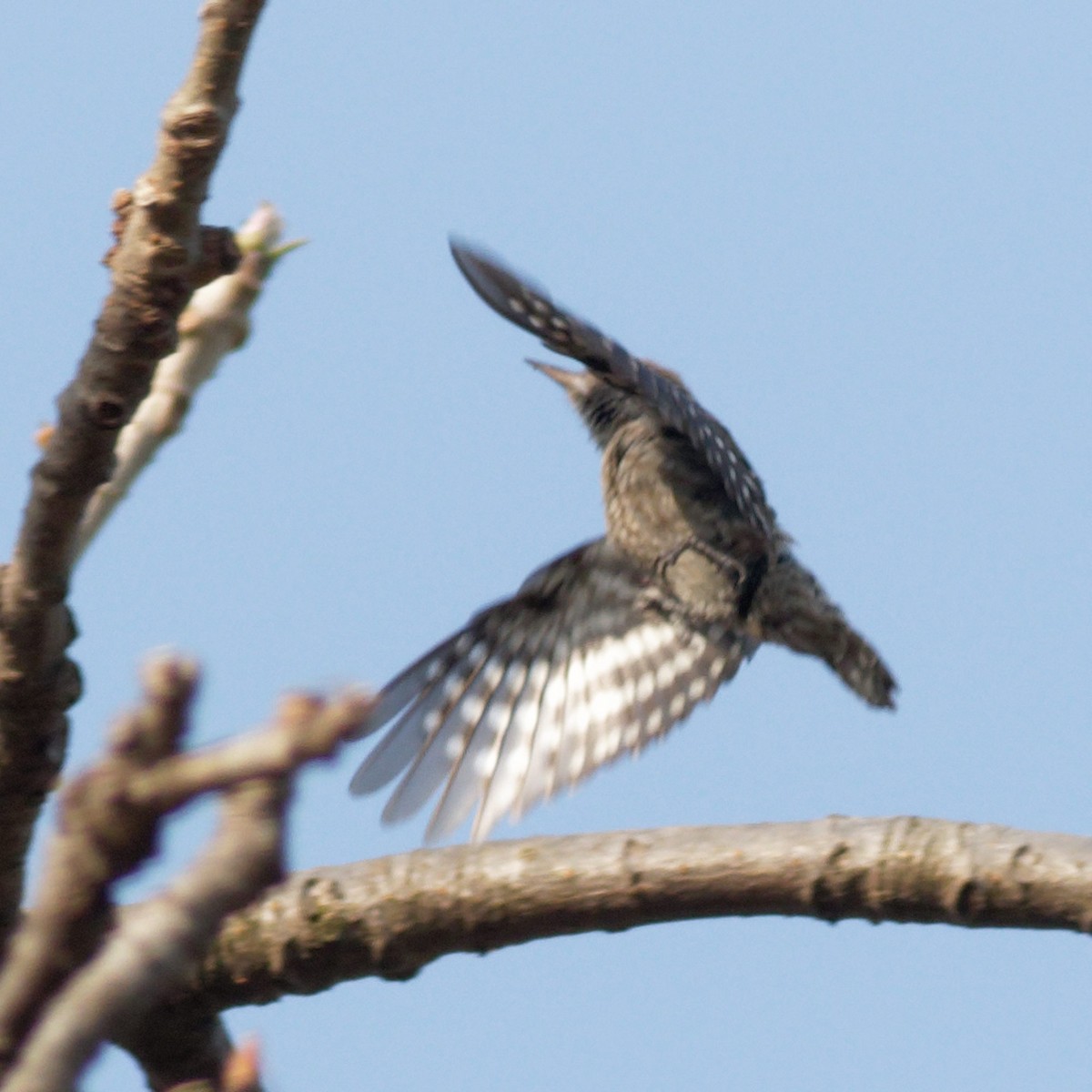 Brown-capped Pygmy Woodpecker - ML617225382