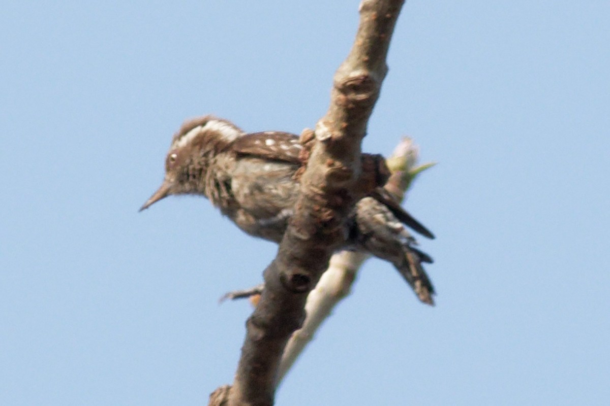 Brown-capped Pygmy Woodpecker - Able Lawrence