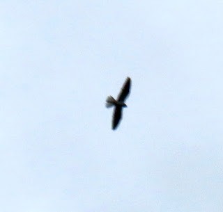 White-tailed Kite - ML617225488