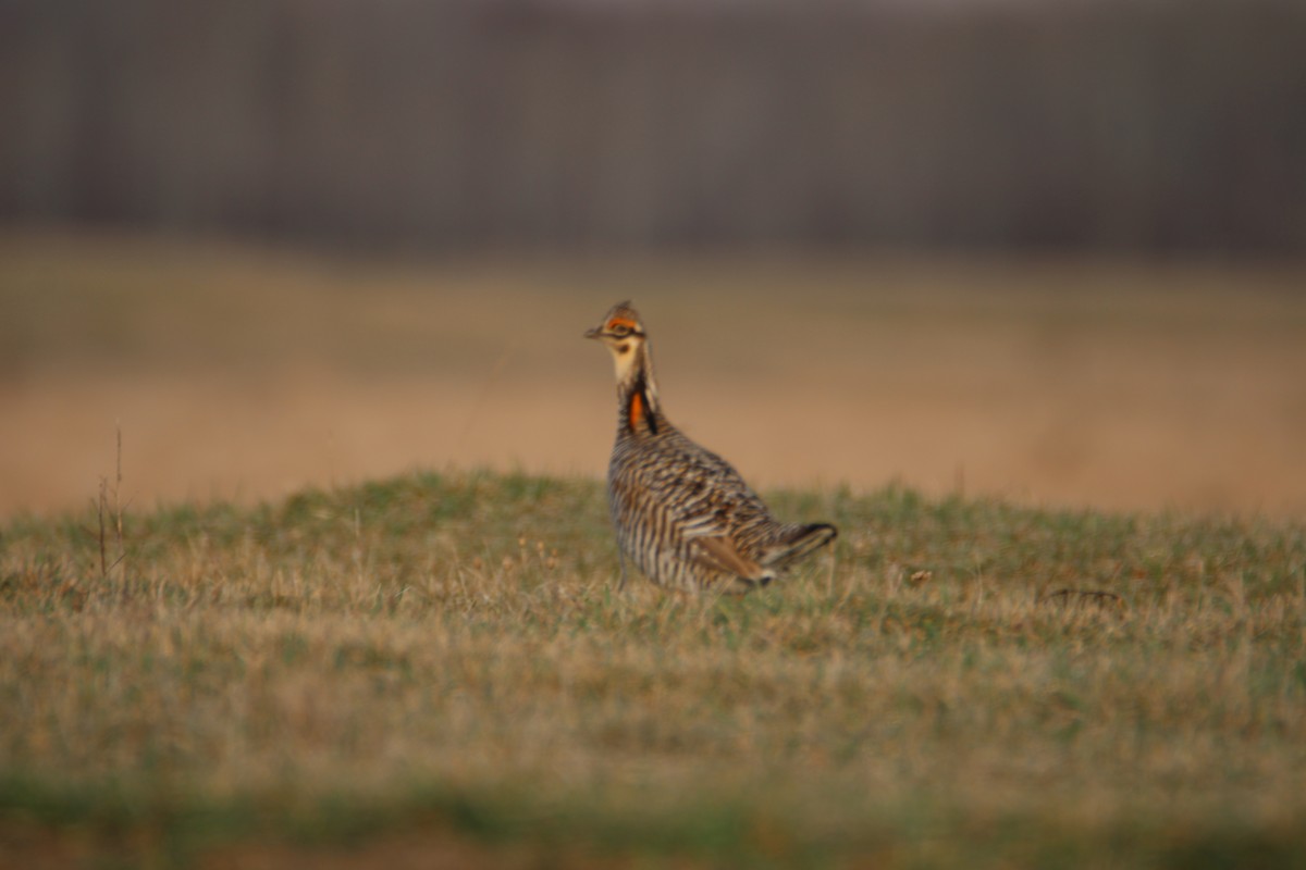 Greater Prairie-Chicken - ML617225538