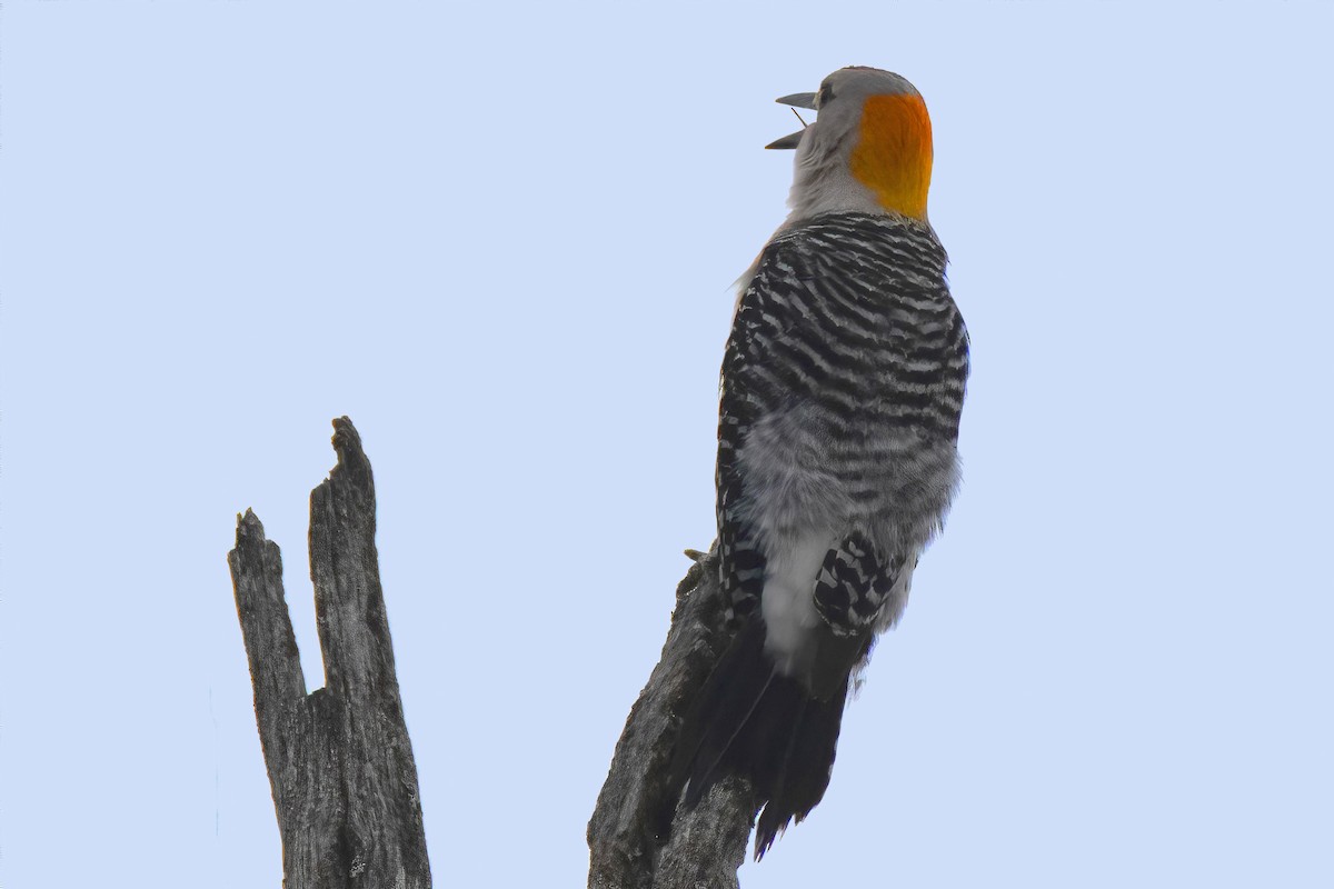 Golden-fronted Woodpecker - ML617225645