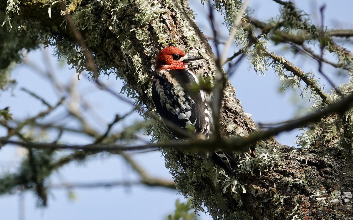 Red-breasted Sapsucker - ML617225782