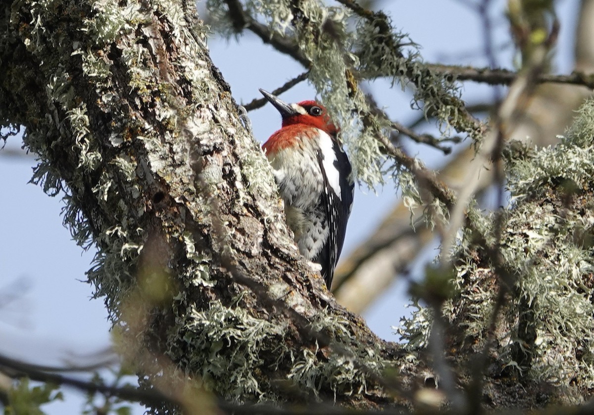 Red-breasted Sapsucker - ML617225783